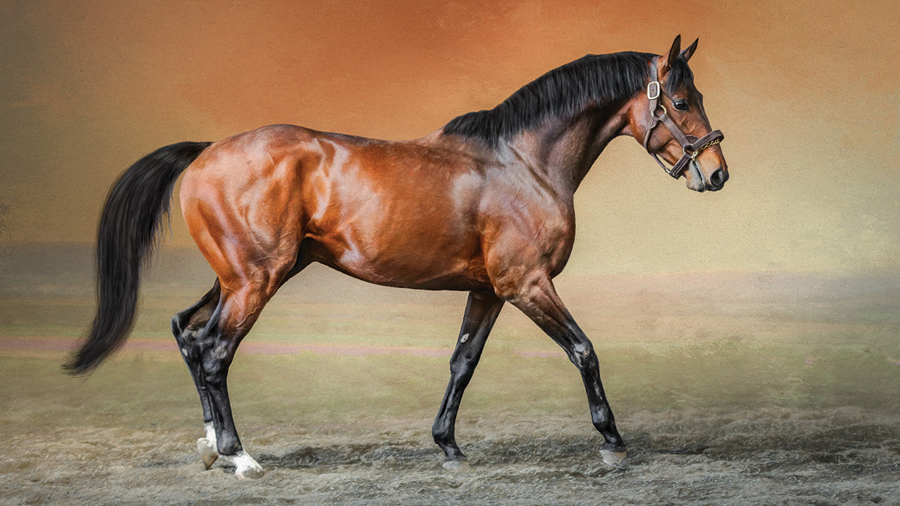 Stallion Photos Wallpapers Gallery